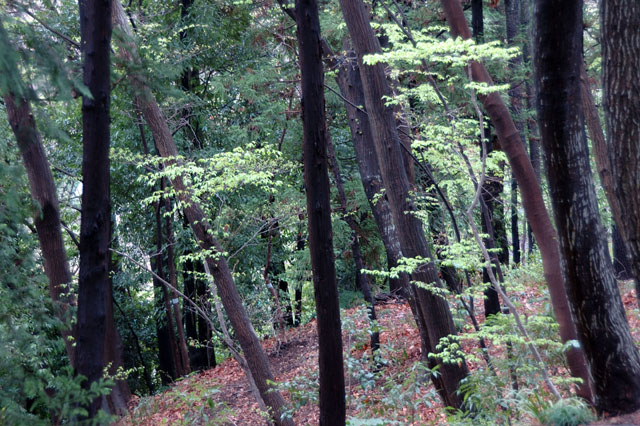In spring, fresh green leaves sprout in a forest - a bright opinion of a living thing.�@Tokyo Met., Japan. 